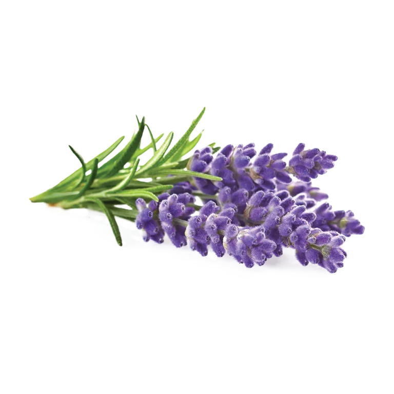 Lavender Flower
