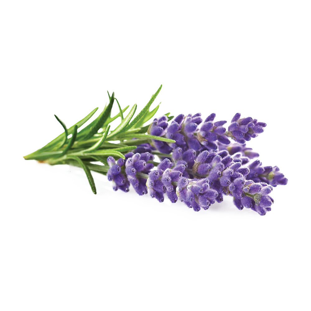 Lavender Flower