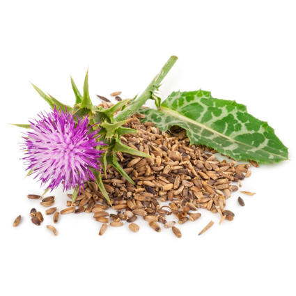 Milk Thistle