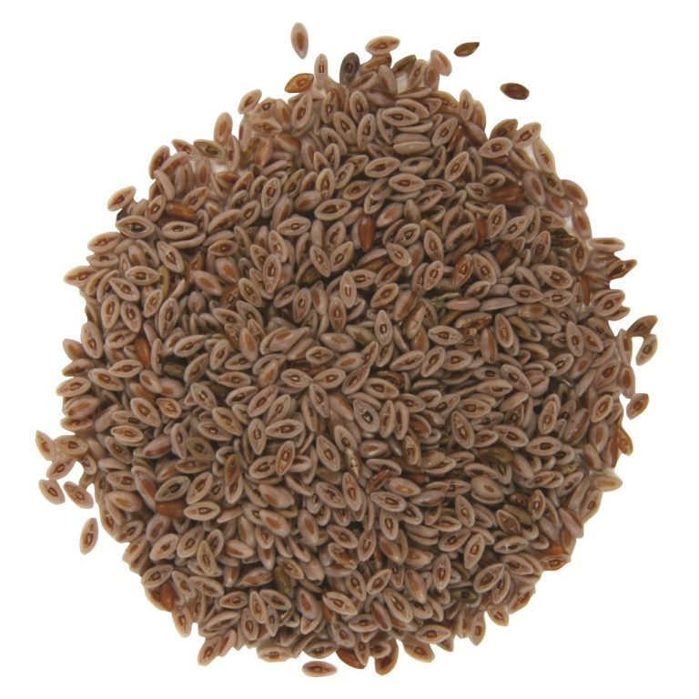 Psyllium